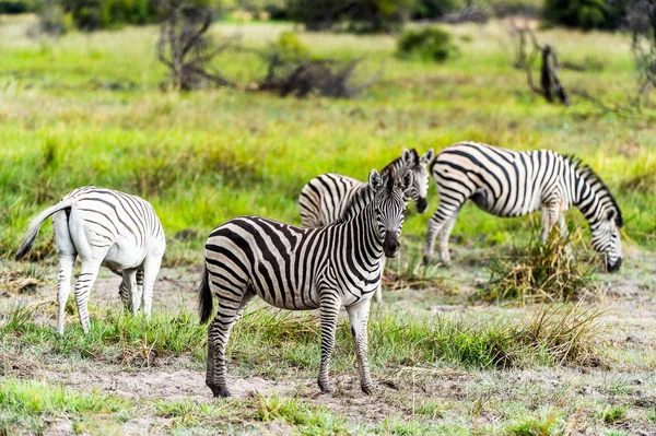 Opinião Clpse Zebra Reserva Jogo Moremi Delta Rio Okavango Parque — Fotografia de Stock