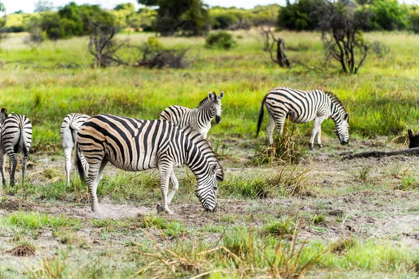 Zebra Clpse View Moremi Game Reserve Okavango River Delta National — Stock Photo, Image