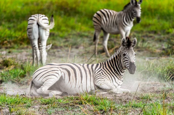 Opinião Clpse Zebra Reserva Jogo Moremi Delta Rio Okavango Parque — Fotografia de Stock