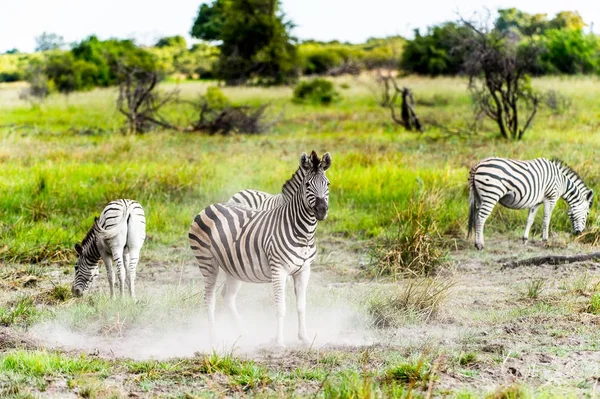 Pohled Zebry Rezervaci Moremi Okavango River Delta Národní Park Botswana — Stock fotografie