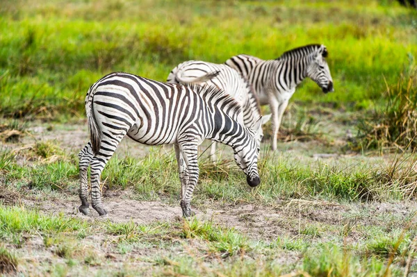 Opinião Clpse Zebra Reserva Jogo Moremi Delta Rio Okavango Parque — Fotografia de Stock