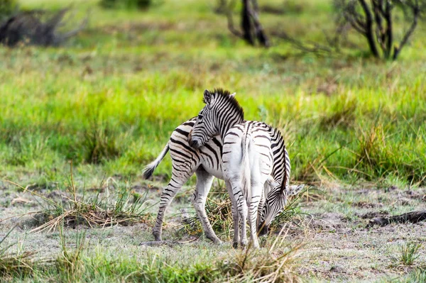 Zebrastreifen Moremi Wildreservat Okavango Delta Nationalpark Botswana — Stockfoto