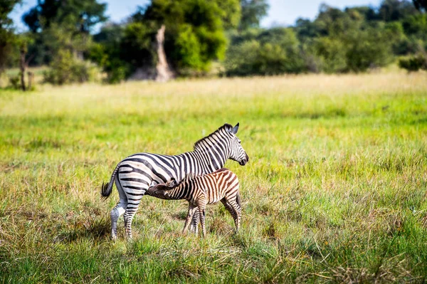Zebra Jej Dziecko Rezerwacie Gier Moremi Delta Rzeki Okavango Park — Zdjęcie stockowe