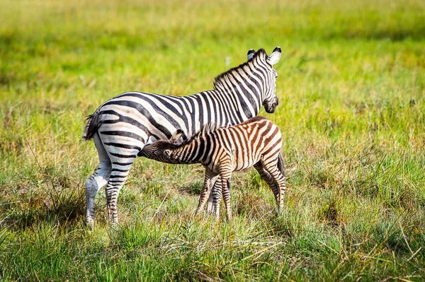 Zèbre Son Petit Dans Réserve Naturelle Moremi Delta Rivière Okavango — Photo