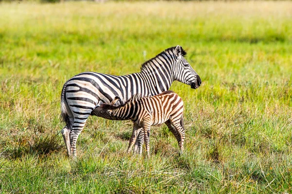 Zebra Moremi Game Reserve Okavango Nehri Deltası Milli Park Botsvana — Stok fotoğraf