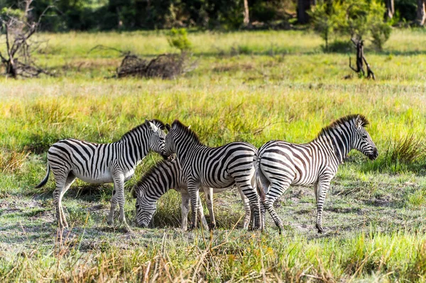 Zebras Stada Rezerwat Moremi Gra Okavango Delta Rzeki Park Narodowy — Zdjęcie stockowe