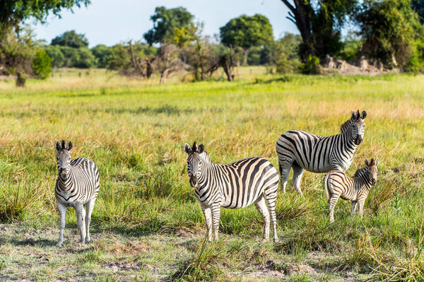 Zebras flock in the Moremi Game Reserve (Okavango River Delta), National Park, Botswana