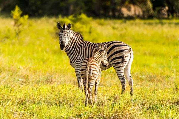 Zebras Flock Moremi Game Reserve Okavango River Delta National Park — Stock Photo, Image