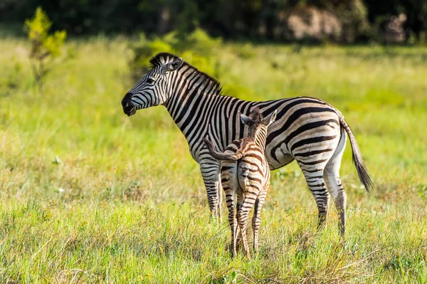 Zebras flock in the Moremi Game Reserve (Okavango River Delta), National Park, Botswana