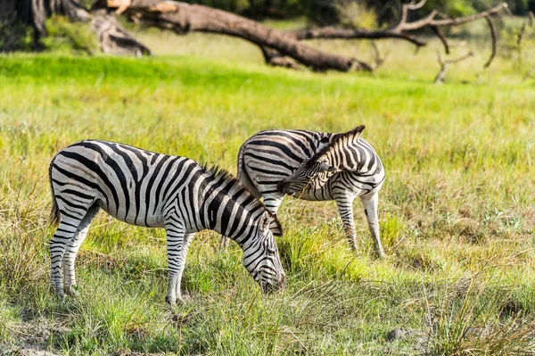 Zebras flock in the Moremi Game Reserve (Okavango River Delta), National Park, Botswana