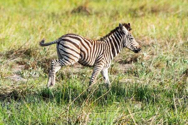 Zebralar Moremi Game Reserve Okavango River Delta Milli Park Botsvana — Stok fotoğraf