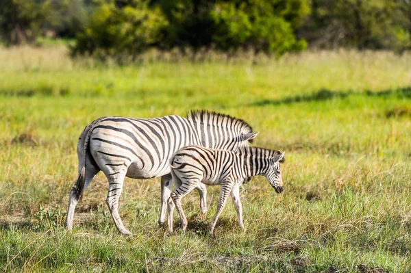 Zebre Affollano Riserva Moremi Delta Del Fiume Okavango Parco Nazionale — Foto Stock