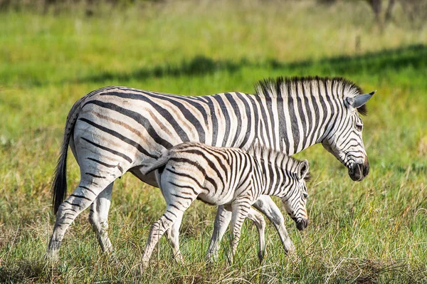 Zebras Tummeln Sich Moremi Wildreservat Okavango Delta Nationalpark Botswana — Stockfoto