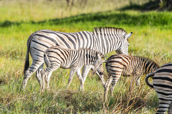 Zebras flock in the Moremi Game Reserve (Okavango River Delta), National Park, Botswana