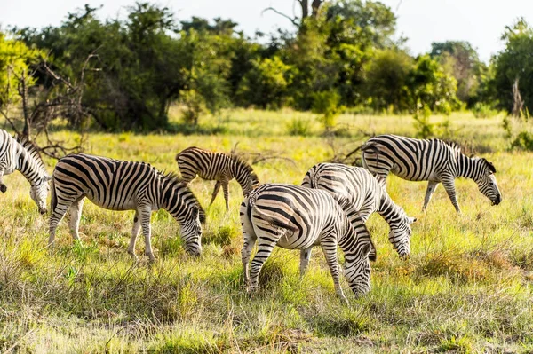 Rebanho Zebras Reserva Caça Moremi Delta Rio Okavango Parque Nacional — Fotografia de Stock