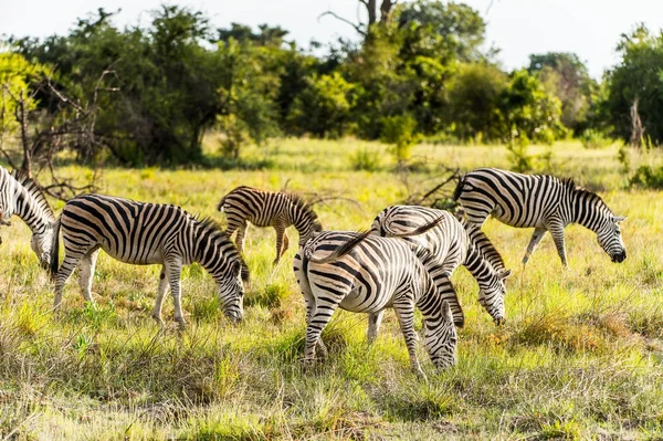 Zebras Flock Moremi Game Reserve Okavango River Delta National Park — Stock Photo, Image