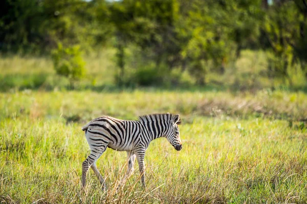 Zebra Reserva Moremi Delta Rio Okavango Parque Nacional Botsuana — Fotografia de Stock