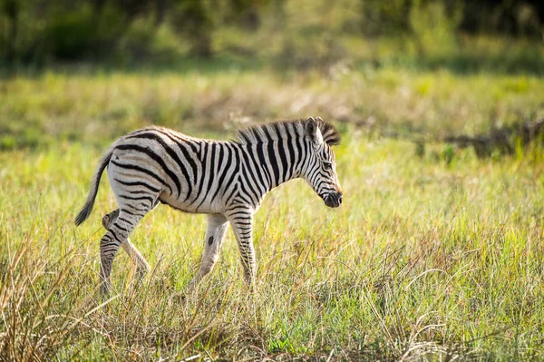 Zebra Moremi Wildreservat Okavango Delta Nationalpark Botswana — Stockfoto