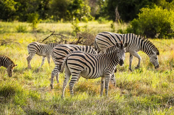 Zebras Flock Moremi Game Reserve Okavango River Delta National Park — Stock Photo, Image