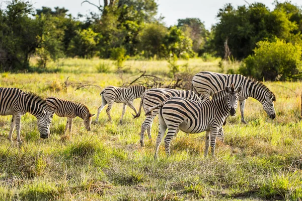 Zebror Flock Moremi Game Reserve Okavango River Delta National Park — Stockfoto