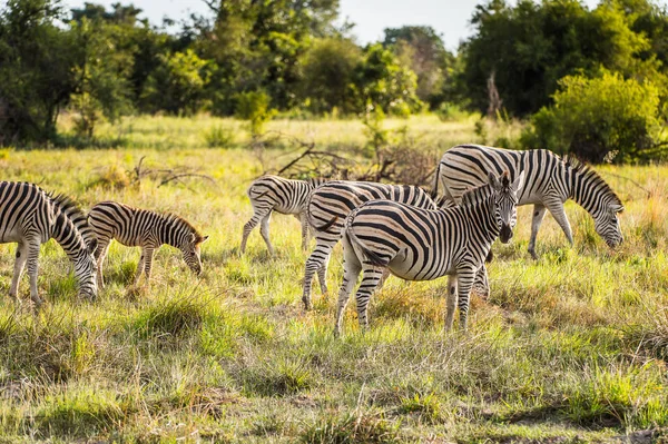 Zebras Flock Moremi Game Reserve Okavango River Delta National Park — Stock Photo, Image