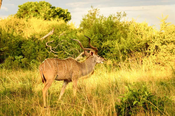 Antelope Kudu Dans Réserve Chasse Moremi Delta Rivière Okavango Parc — Photo