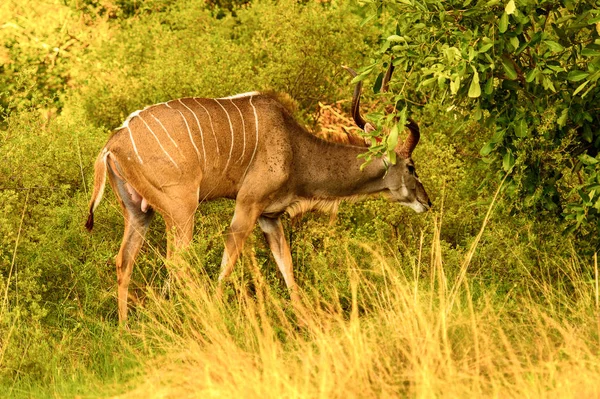 Antelope Kudu Reserva Caza Moremi Delta Del Río Okavango Parque — Foto de Stock