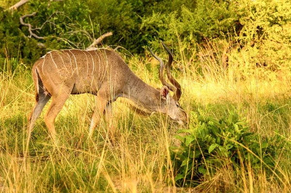 Antelope Kudu Moremi Game Reserve Okavango Folyó Delta Nemzeti Park — Stock Fotó