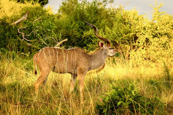 Antelope Kudu Dans Réserve Chasse Moremi Delta Rivière Okavango Parc — Photo