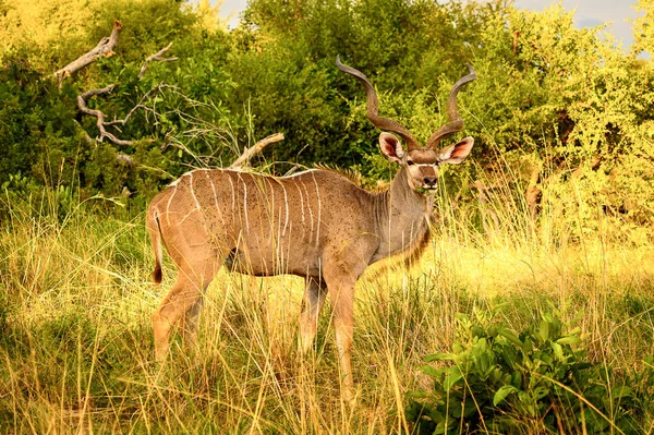 Antílope Kudu Reserva Jogo Moremi Delta Rio Okavango Parque Nacional — Fotografia de Stock