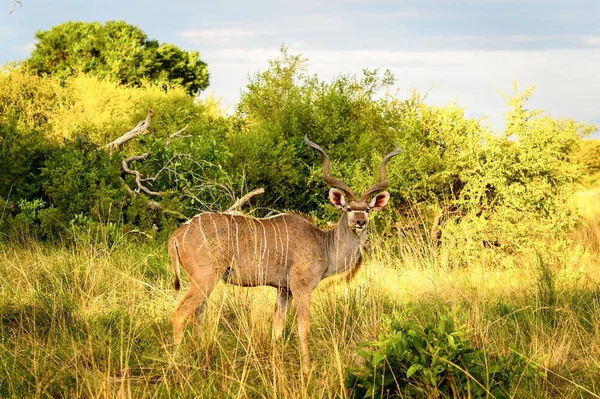 Antelope Kudu Reserva Caza Moremi Delta Del Río Okavango Parque —  Fotos de Stock