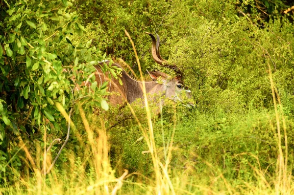 Antelope Kudu Dans Réserve Chasse Moremi Delta Rivière Okavango Parc — Photo