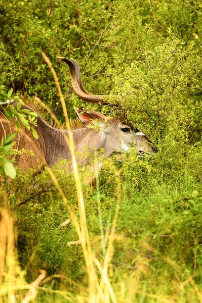 Antilop Kudu Moremi Viltreservat Okavango River Delta Nationalpark Botswana — Stockfoto
