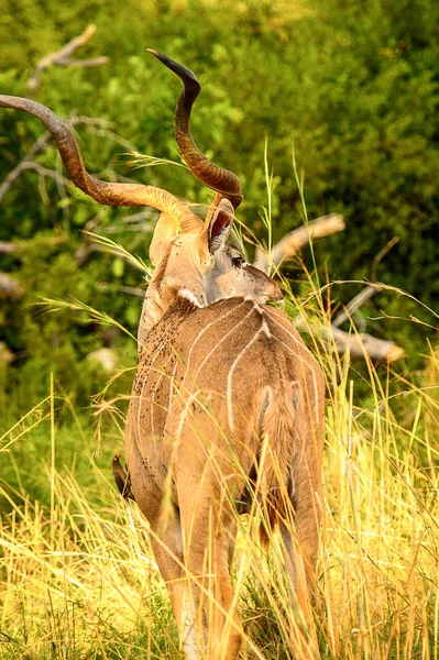 Antilopa Kudu Rezervaci Moremi Okavango River Delta Národní Park Botswana — Stock fotografie