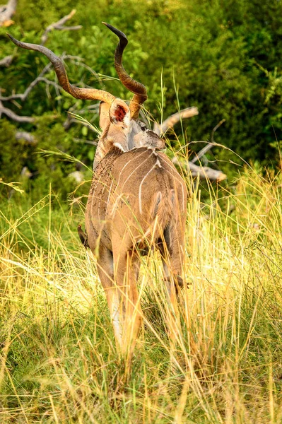 Antelope Kudu Reserva Caza Moremi Delta Del Río Okavango Parque —  Fotos de Stock