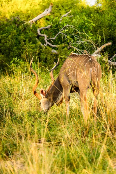 Antelope Kudu Dans Réserve Chasse Moremi Delta Rivière Okavango Parc — Photo