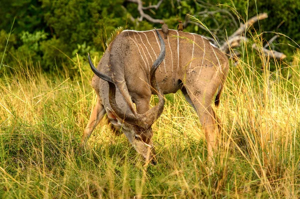 Antelope Kudu Moremi Game Reserve Okavango River Delta Parcul Național — Fotografie, imagine de stoc