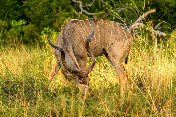 モレミゲームリザーブ オカバンゴ川デルタ のアンテロープ クドゥ 国立公園 ボツワナ — ストック写真
