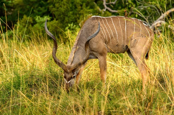モレミゲームリザーブ オカバンゴ川デルタ のアンテロープ クドゥ 国立公園 ボツワナ — ストック写真