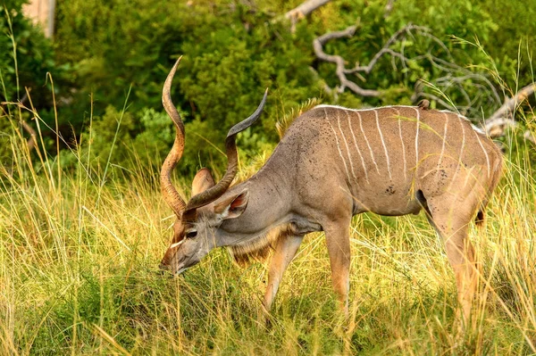 Antelope Kudu Moremi Game Reserve Okavango Folyó Delta Nemzeti Park — Stock Fotó