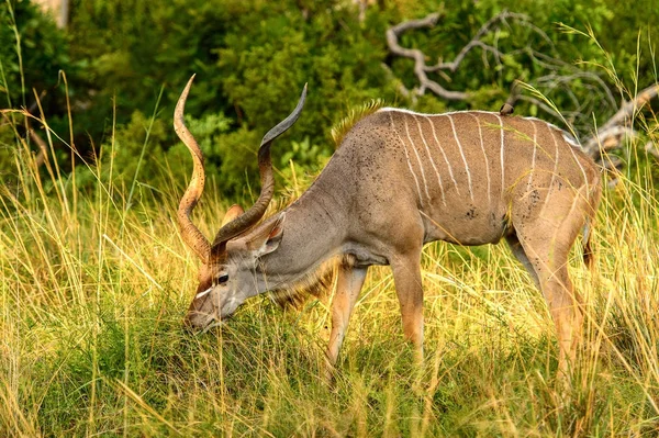 Antelope Kudu Nella Riserva Moremi Delta Del Fiume Okavango Parco — Foto Stock