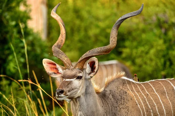 Antelope Kudu Dans Réserve Chasse Moremi Delta Rivière Okavango Parc — Photo