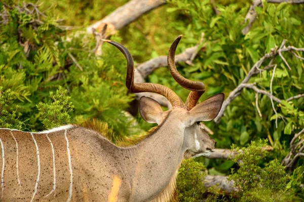Antelope Kudu Moremi Game Reserve Okavango River Delta National Park — Stock Photo, Image
