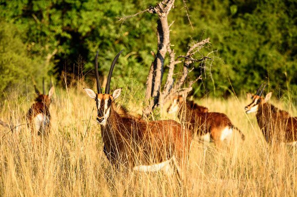 Antelope in the Moremi Game Reserve (Okavango River Delta), National Park, Botswana