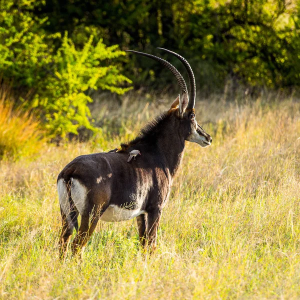 Antilope Dans Réserve Chasse Moremi Delta Rivière Okavango Parc National — Photo