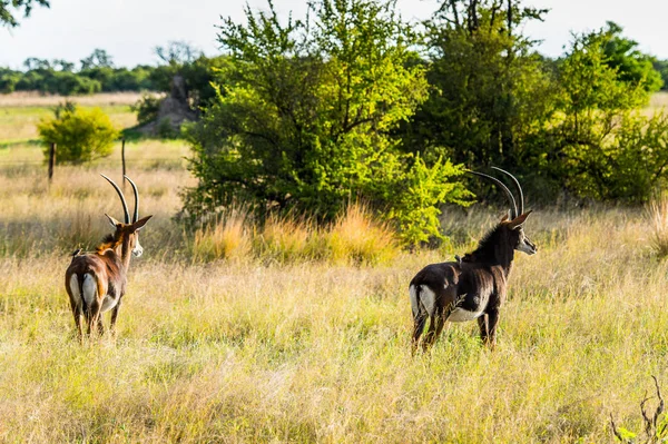 Antilope Dans Réserve Chasse Moremi Delta Rivière Okavango Parc National — Photo