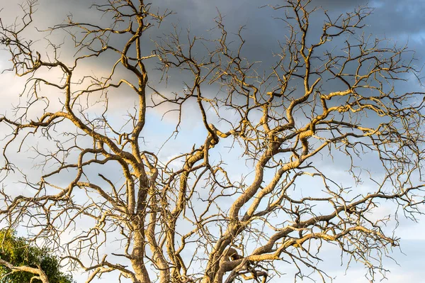 Arbre Dans Delta Okavango Okavango Grassland Une Des Sept Merveilles — Photo