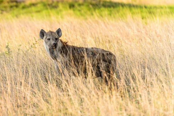 Hyena Trávě Moremi Game Rezervaci Okavango River Delta Národní Park — Stock fotografie