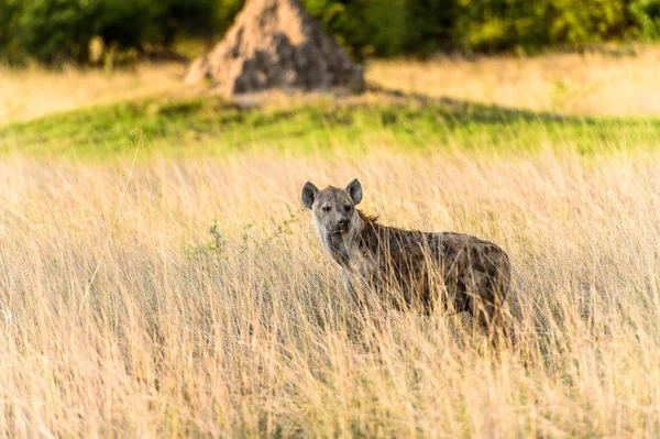 Hyena Trávě Moremi Game Rezervaci Okavango River Delta Národní Park — Stock fotografie