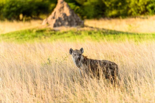 Hyäne Gras Moremi Wildreservat Okavango Delta Nationalpark Botswana — Stockfoto